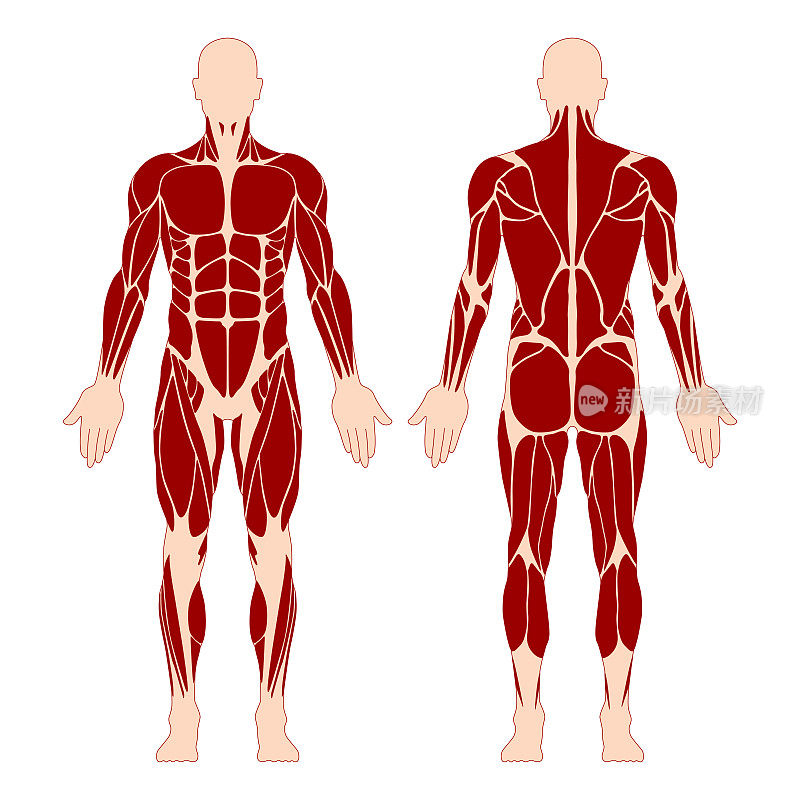 肌肉系统。人类的身体。男性解剖学。运动健身训练健身房锻炼矢量插图。前后视图