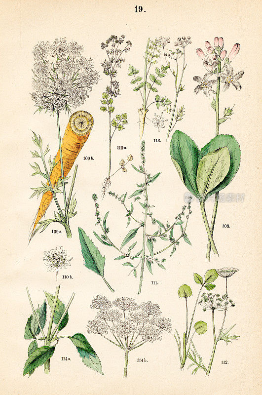 泥豆、野生胡萝卜、香菜、山菠菜、鲜红的罂粟花、八角、接骨木――1883年植物插图