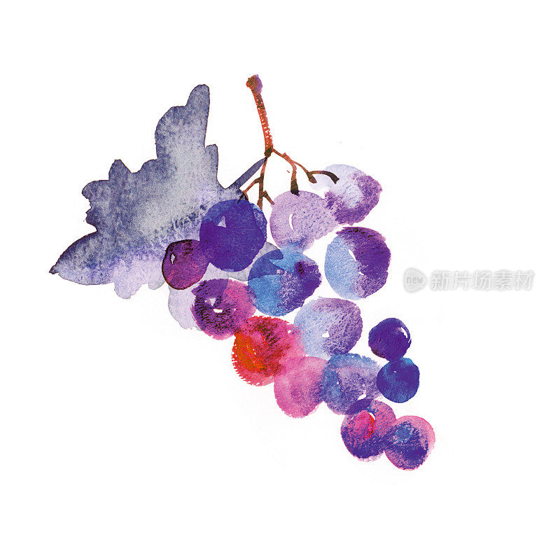 水彩手绘深色葡萄插图