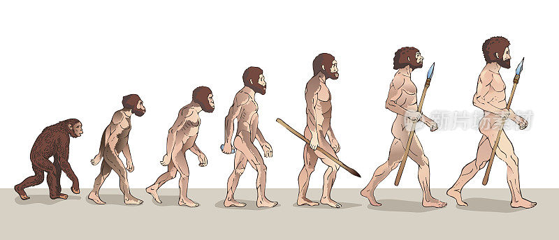 人类进化。人类进化。历史插图。