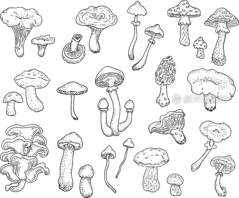 蘑菇。套不同类型的森林蘑菇。