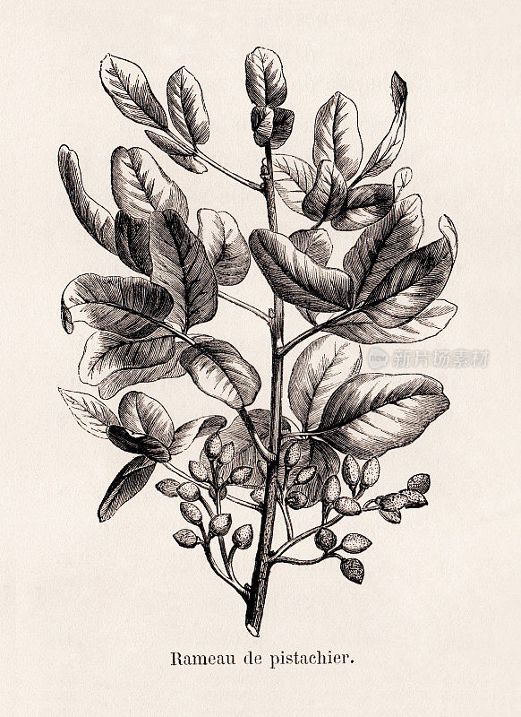 开心果仿古法国植物插图与纹理纸
