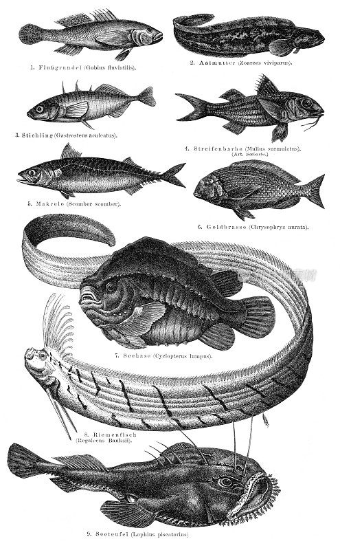 鱼的变化插图1895