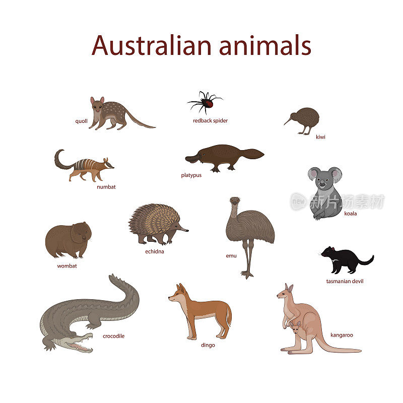 矢量插图，一套卡通澳大利亚动物。鼬鼠、红背蜘蛛、几维鸟、numbat、鸭嘴兽、考拉、袋熊、针鼹、鸸鹋、袋獾、鳄鱼、澳洲野狗、袋鼠