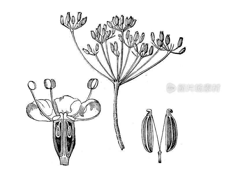 古植物学插图:茴香(小茴香)
