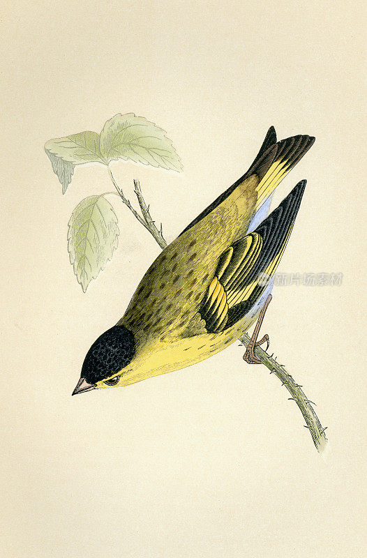 欧亚黄雀,小雀鸟雀科,野生动物艺术