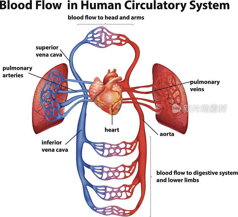 血液在人体循环系统中流动