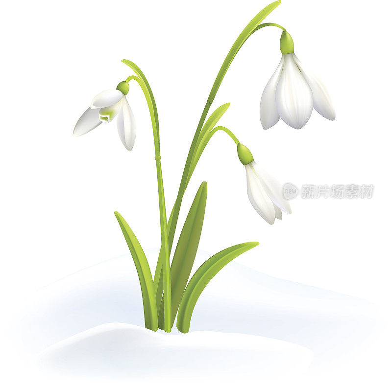 雪花莲或雪花莲在雪在白色的背景。春天的矢量图。矢量背景与花。