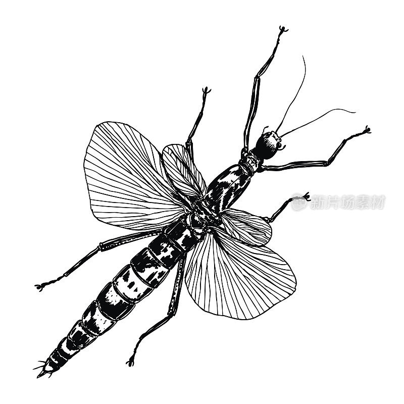 有翅膀的昆虫，飞虫。复古旧手绘点画和孵育，阴影风格。刻点刻木刻。向量。