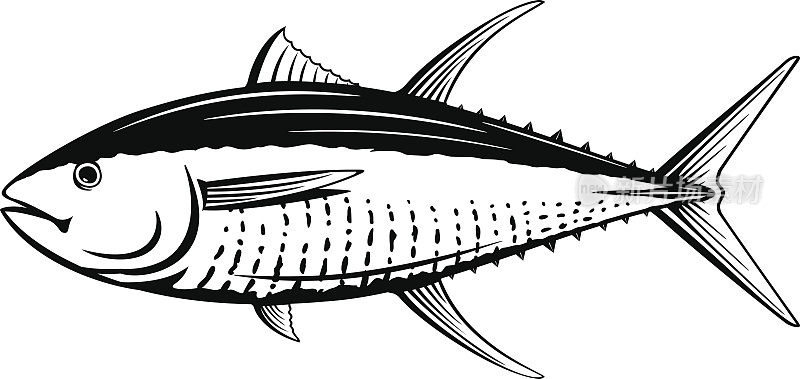 黄鳍金枪鱼黑色和白色的鱼