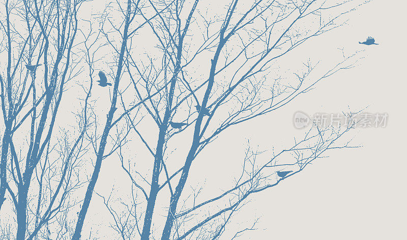 乌鸦在冬天的树上飞翔和降落