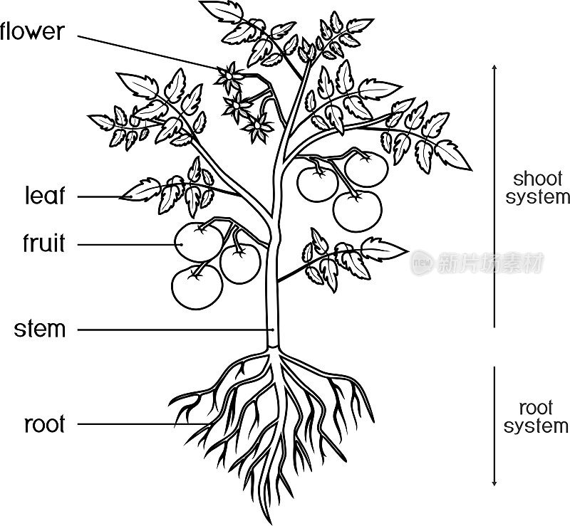 着色页面。部分的植物。叶片、果实、花和根系在白色背景上分离的番茄植株形态