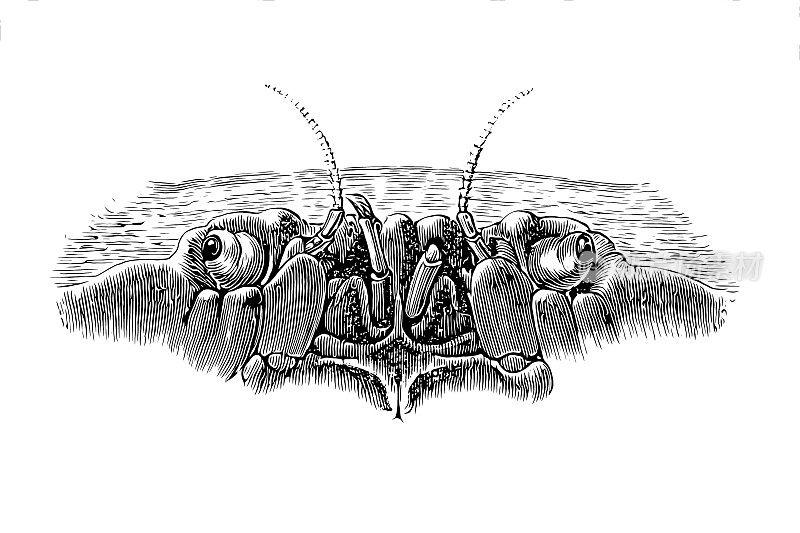 巨蟹座，俗称可食蟹或褐蟹