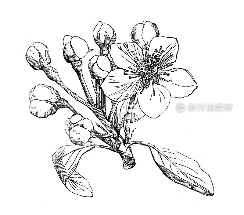 古植物学插图:梨、梨树