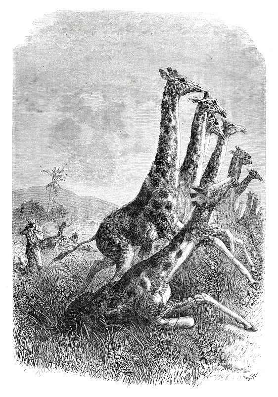 1870年，人们在非洲狩猎一群长颈鹿