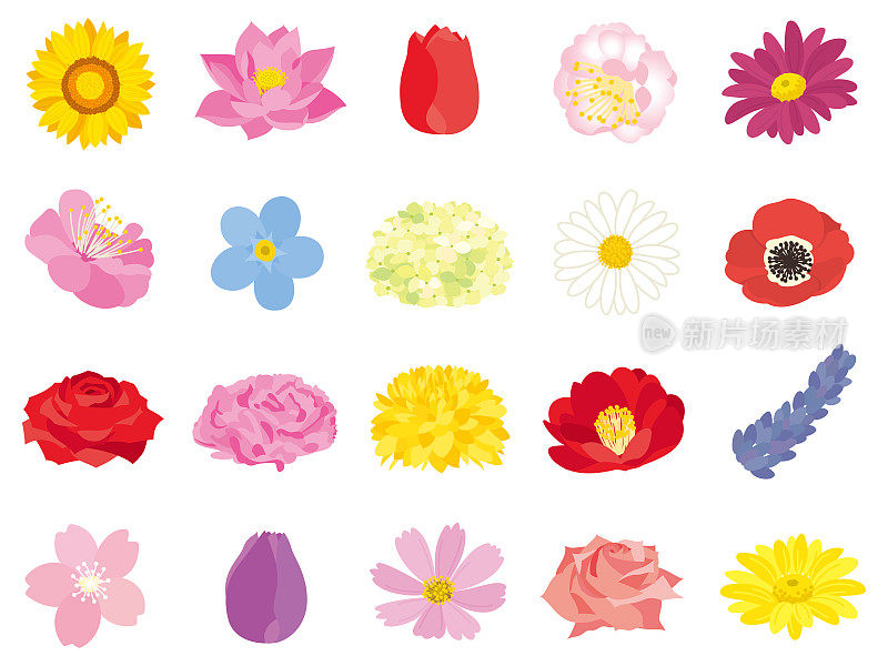 各种花卉的插图。五彩缤纷的鲜花。