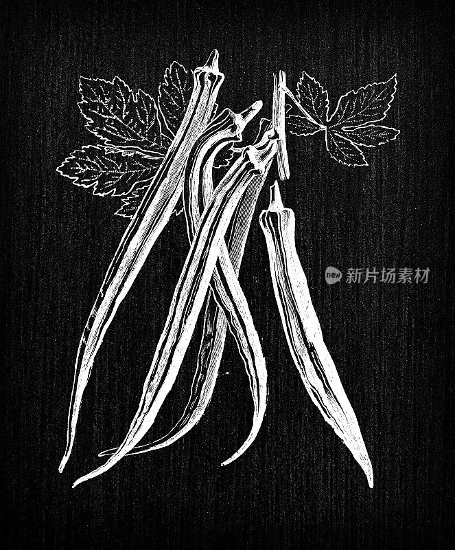 植物学蔬菜植物古董雕刻插图:秋葵