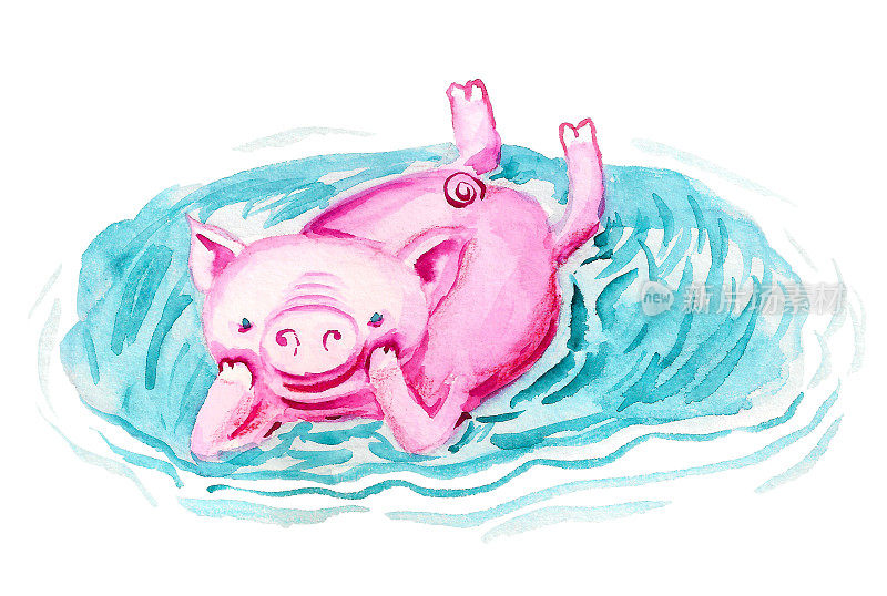 快乐的小猪在水坑里放松