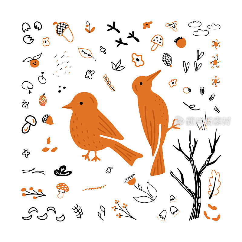 鸟类插图:红腹灰雀和啄木鸟手绘