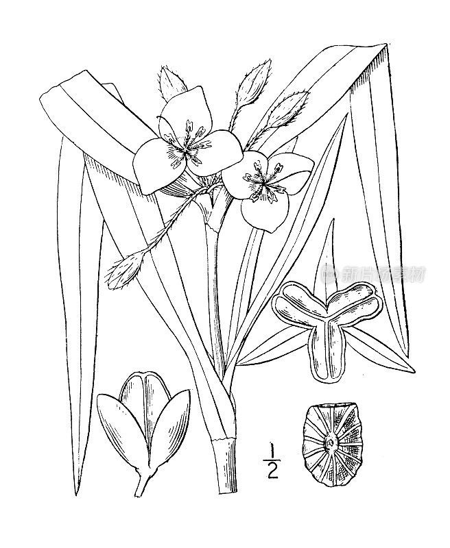 古植物学植物插图:维吉尼亚蓝杉，蜘蛛草