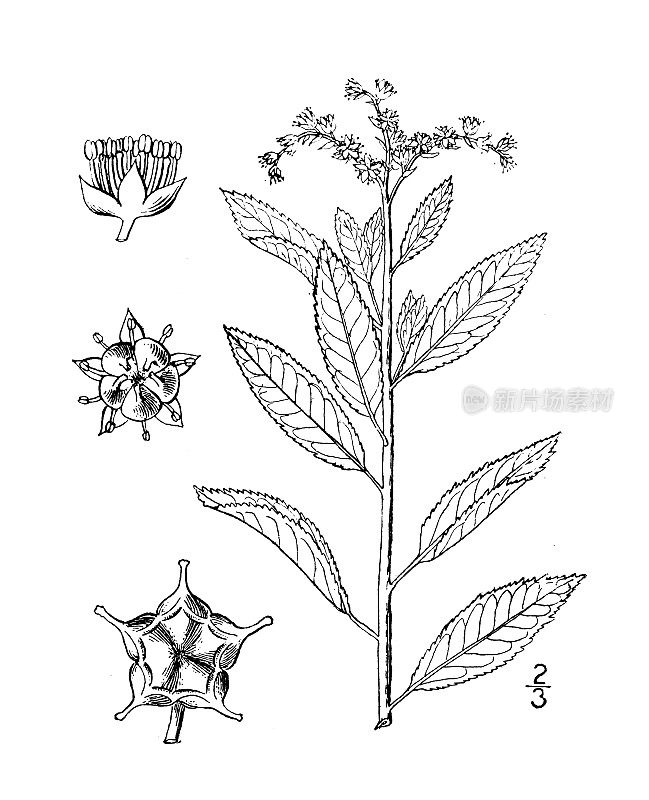 古植物学植物插图:佛吉尼亚石竹