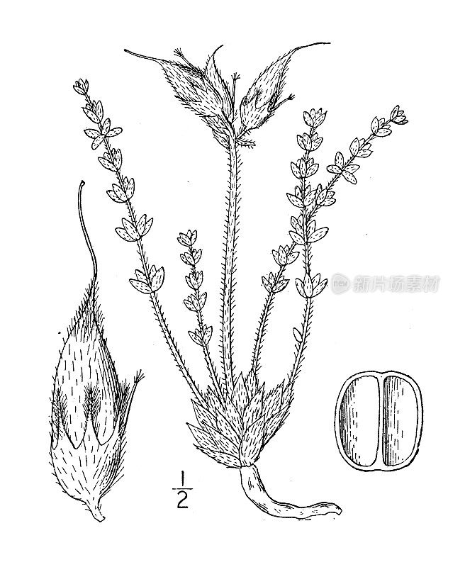 古植物学植物插图:白芨属