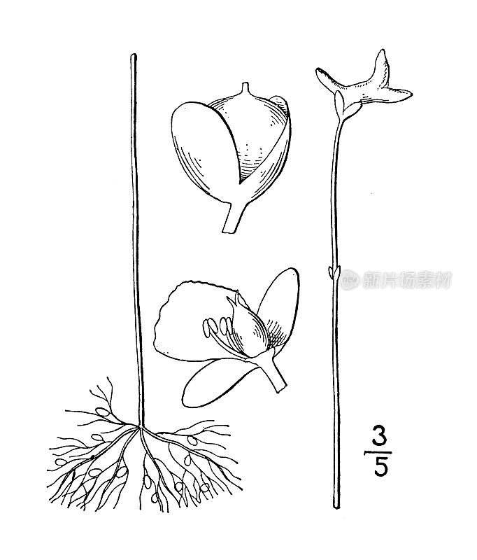 古植物学植物插图:狸藻，逆狸藻
