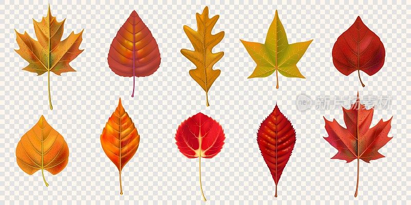 秋叶孤立在透明的背景上。矢量插图。