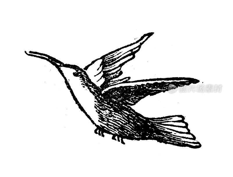古董雕刻插图:蜂鸟