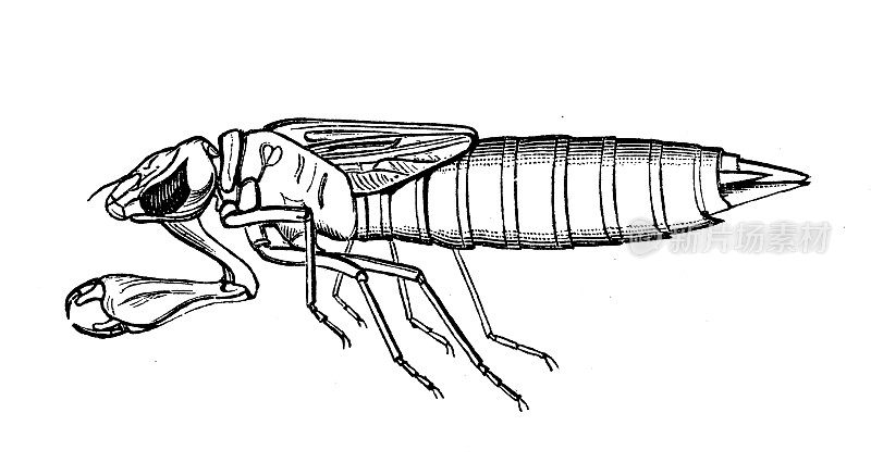 古代生物动物学图像:Aeschna，幼虫