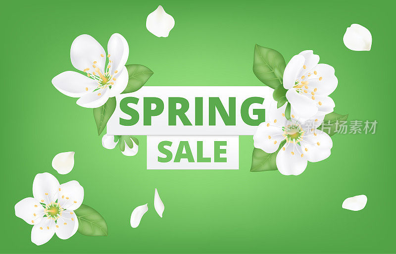 春季销售横幅模板与鲜花盛开。樱花白花，春日樱花盛开