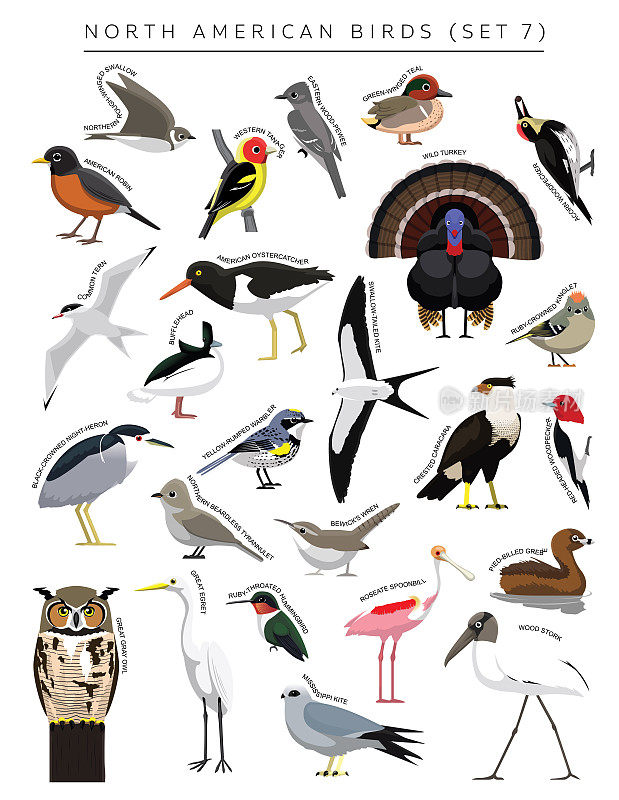 北美鸟类集卡通矢量字符7