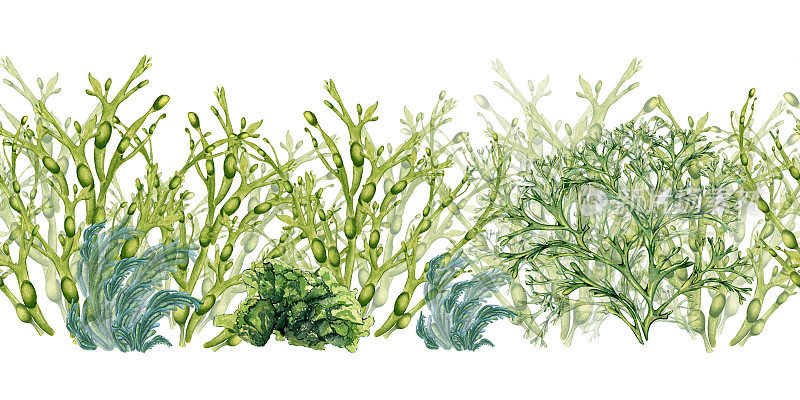 无缝板的绿色海洋植物水彩隔离在白色背景。子叶，海带，草本海藻手绘。包装、标签、广告、包装、海洋收藏的设计元素