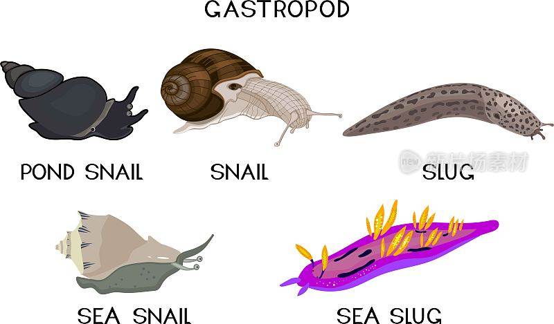 腹足类软体动物:陆螺、塘螺、海螺、蛞蝓、海蛞蝓。生物课的教材