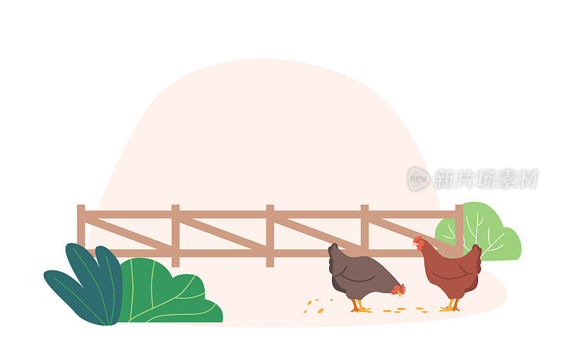 鸡在农场周围散步，享受着开阔的空间，捡起一点一点的食物。乡村生活理念