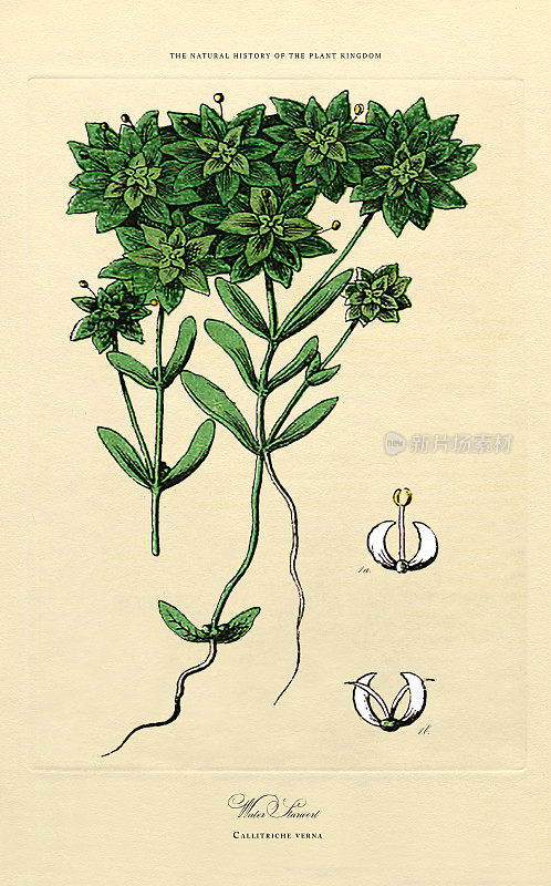 开花植物，植物王国，维多利亚植物插图，大约1853年