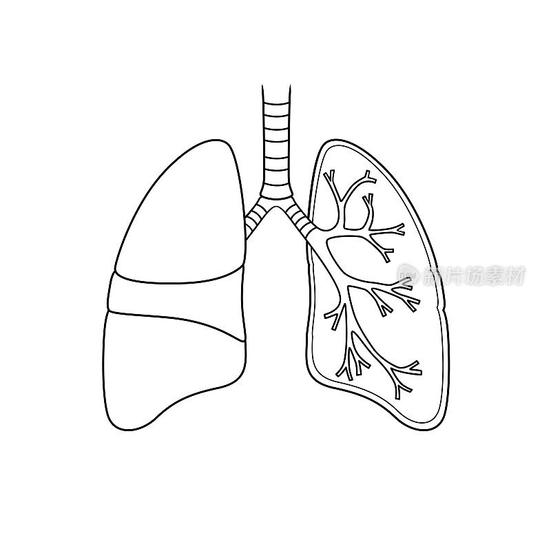黑白矢量插图的儿童活动彩色书页与图片的内脏器官肺。