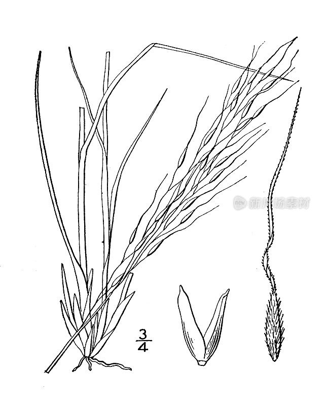 古植物学植物插图:麦库尼针，麦库尼针