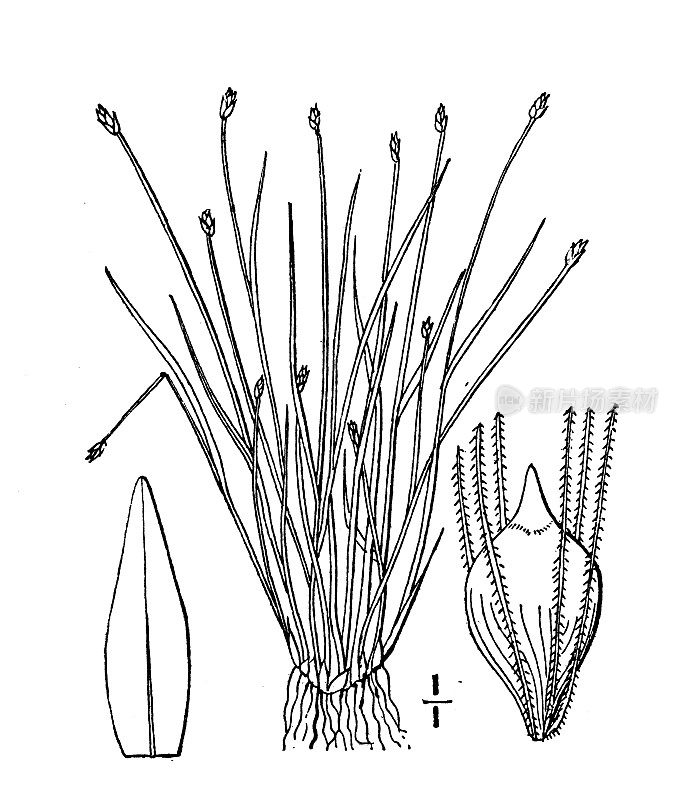 古植物学植物插图:三棱藨草，矮人俱乐部rush