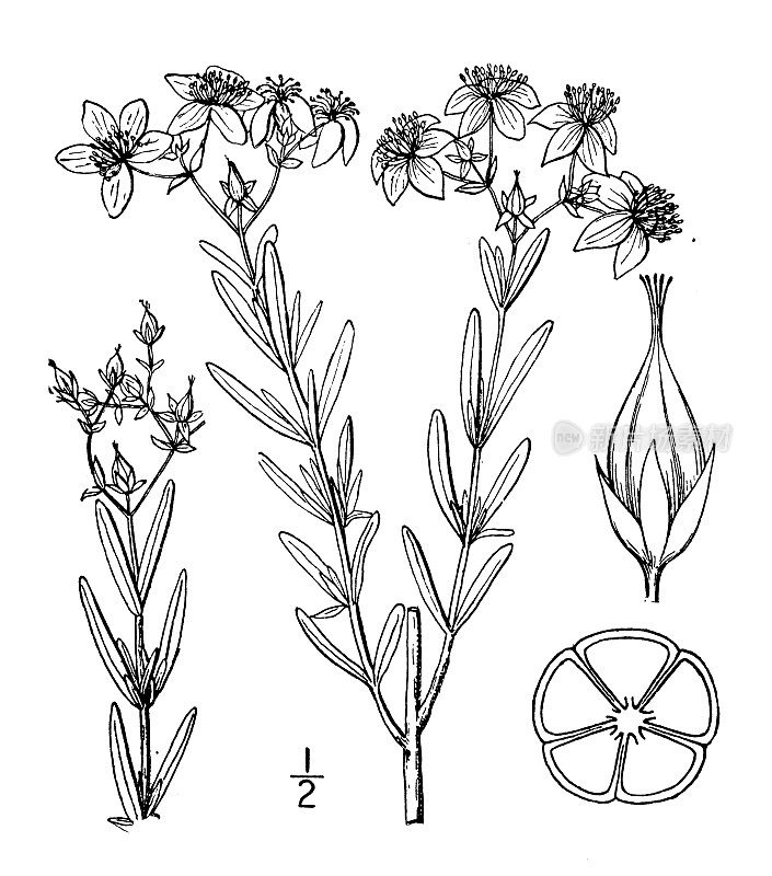 古植物学植物插图:金丝桃、金丝桃、圣约翰草