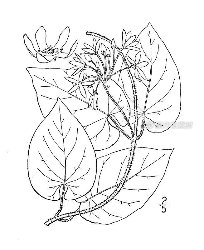 古植物学植物插图:卡罗来纳Vincetoxicum