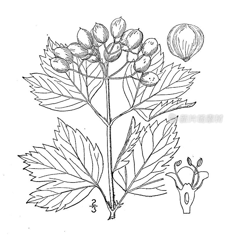 古植物学植物插图:荚蒾opulus，蔓越莓树