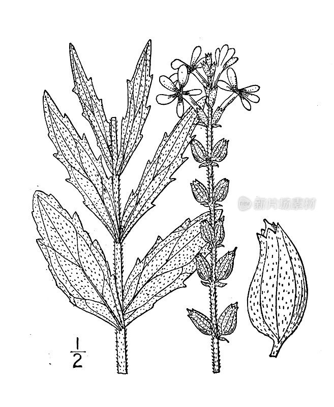 古董植物学植物插图:美国布赫内拉，蓝色的心