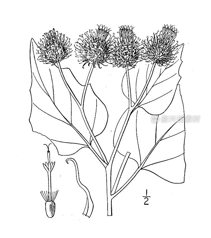 古植物学植物插图:牛蒡、牛蒡