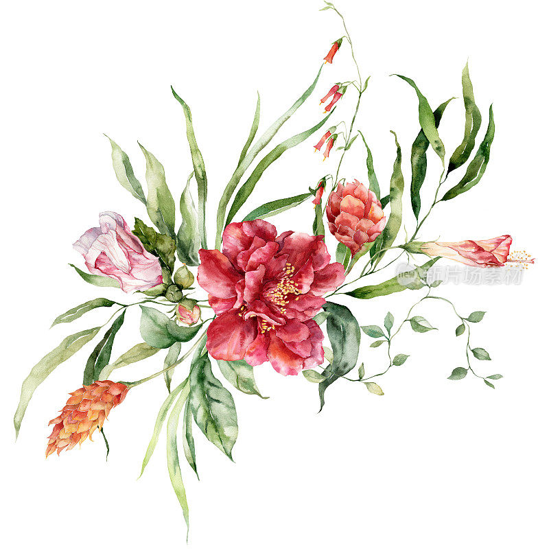 水彩热带花卉花束木槿，艾特林杰拉和火把姜。手绘花卉海报孤立的白色背景。假日插图的设计，印刷，织物或背景。