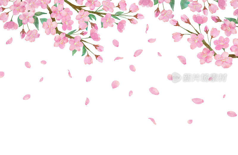 水彩画的樱花和美丽的舞蹈樱花花瓣在透明的背景
