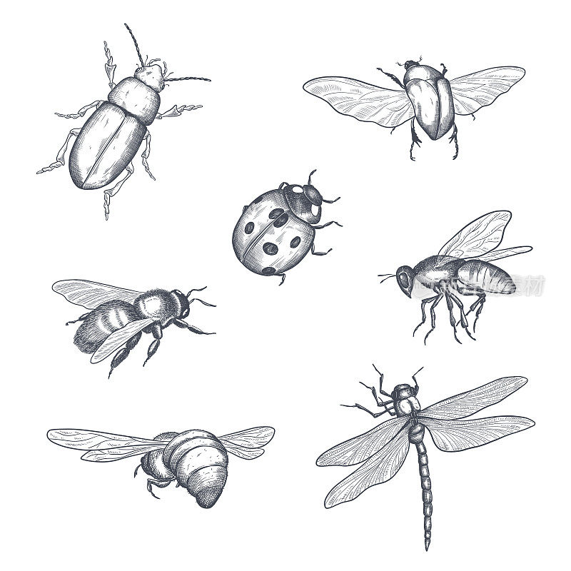 大集昆虫、虫子、甲虫、蜜蜂、跳蚤等多种古旧手绘风格雕刻插图木刻动物。