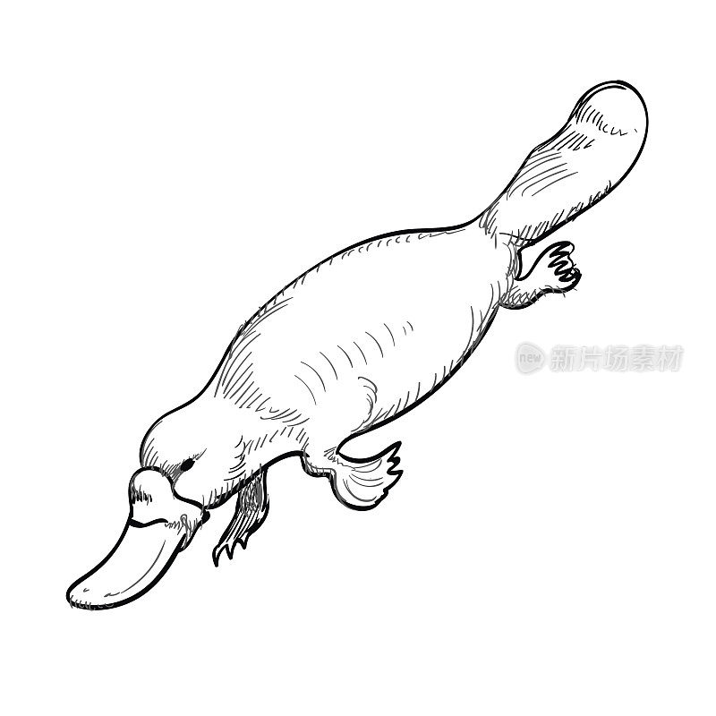 澳大利亚动物鸭嘴兽涂鸦风格。矢量插图。