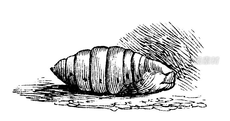 19世纪的蚕幼虫雕刻
