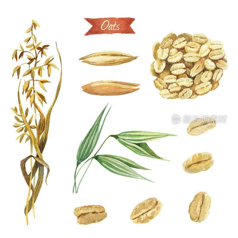 燕麦植物、种子和薄片水彩画插图